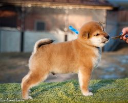 picture of dog
