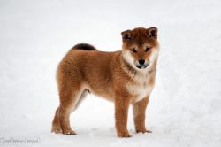 picture of dog