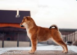 picture of dog