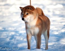 picture of dog