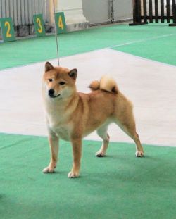 picture of dog