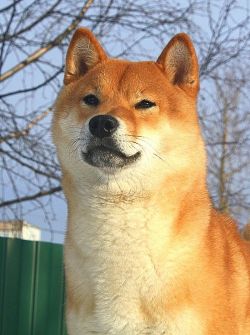 picture of dog