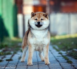 picture of dog