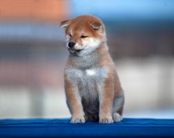 picture of dog