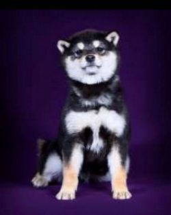 picture of dog