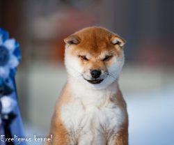 picture of dog