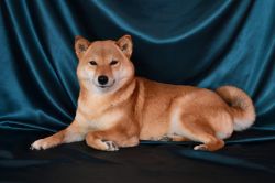 picture of dog