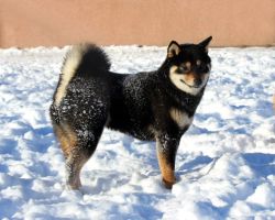 picture of dog