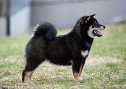 picture of dog
