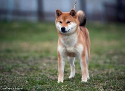 picture of dog