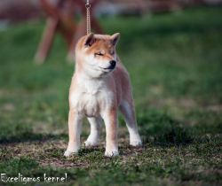 picture of dog