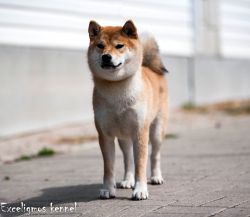 picture of dog