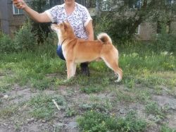 picture of dog
