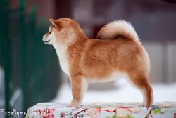 picture of dog