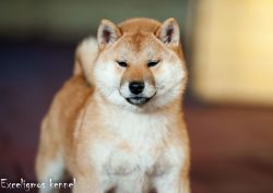 picture of dog
