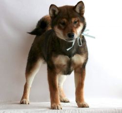 picture of dog