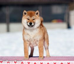 picture of dog
