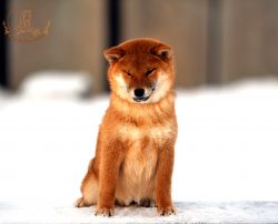 picture of dog