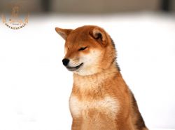 picture of dog