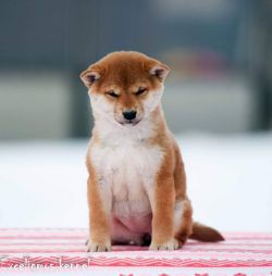 picture of dog