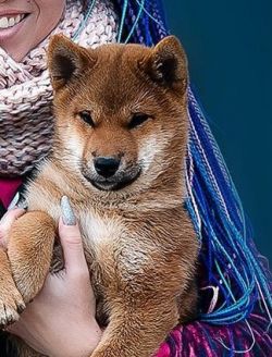 picture of dog