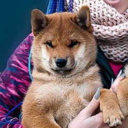 picture of dog