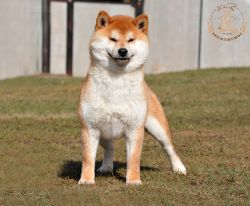 picture of dog