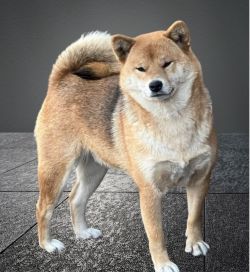 picture of dog
