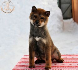 picture of dog