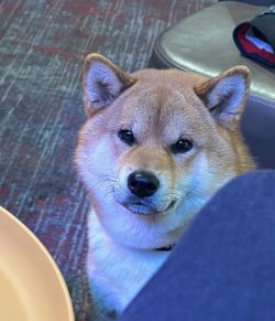 picture of dog