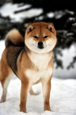 picture of dog