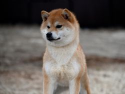 picture of dog