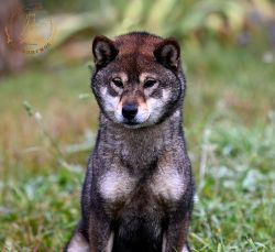 picture of dog