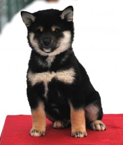 picture of dog