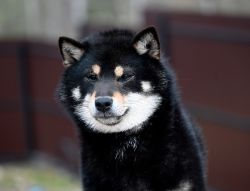 picture of dog