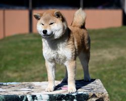 picture of dog