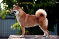 picture of dog