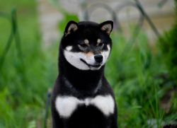 picture of dog