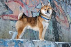 picture of dog