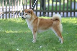 picture of dog