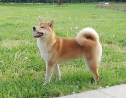picture of dog