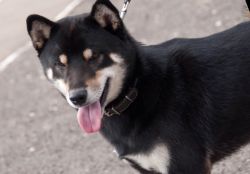 picture of dog