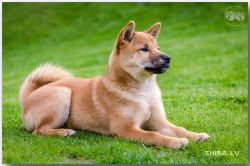 picture of dog