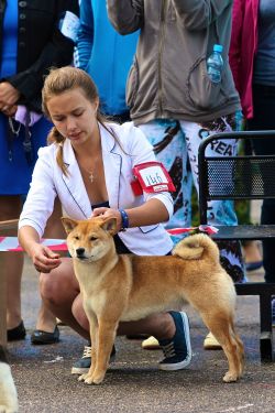 picture of dog