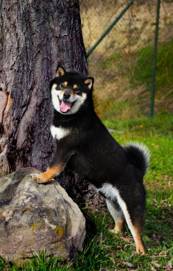 picture of dog