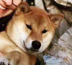picture of dog