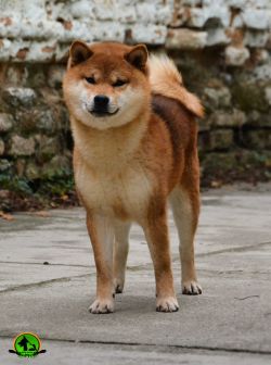 picture of dog