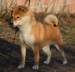 picture of dog