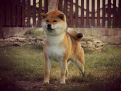 picture of dog