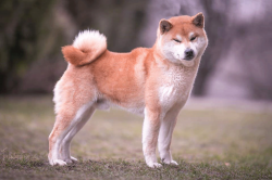 picture of dog